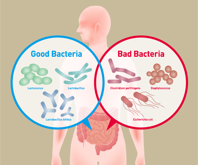 Gute und schlechte Bakterien im Darm