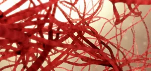 Illustration eines dichten Geflechts von Kapillaren in organischem Umfeld.