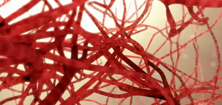 Illustration eines dichten Geflechts von Kapillaren in organischem Umfeld.